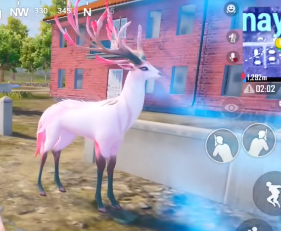 Deer